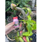 KEO LIỀN DA CÂY DR.TREE HOÀNG KIM (Liền Sẹo Vết Cắt nhanh chóng, đẹp)