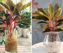 Các loại cây lọc bụi trong nhà hiệu quả, không cần đất vẫn xanh tốt