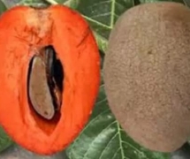 Tìm hiểu thông tin về cây hồng xiêm ruột đỏ