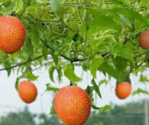 Hướng dẫn kỹ thuật trồng gấc bằng hạt