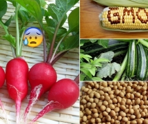 Hạt giống rau hữu cơ là gì? Ưu điểm của hạt giống rau hữu cơ