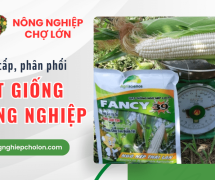 Chuyên cung cấp hạt giống nông nghiệp, phân phối số lượng lớn cho đại lí