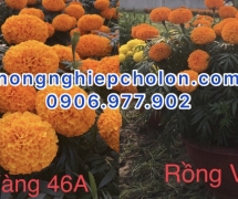 Lưu ngay địa chỉ cung cấp hạt giống hoa vạn thọ giá gốc
