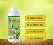 Kéo đọt cho cây sầu riêng