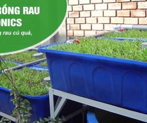 Trồng rau bằng hệ thống aquaponics ở giai đoạn đầu khi mới thả cá, lượng phân từ cá không đủ cung cấp dinh dưỡng khiến cây bị thiếu chất vậy có bổ sung phân bón cho rau có được không? Có ảnh hưởng tới cá không?