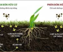 Xử lý đất trồng bị thừa phân, thừa dinh dưỡng như thế nào?