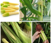 CÁCH TRỒNG BẮP NON (NGÔ BAO TỬ) ĐẠT NĂNG SUẤT CAO