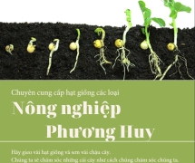 CUNG CẤP SỈ HẠT GIỐNG UY TÍN - NÔNG NGHIỆP PHƯƠNG HUY