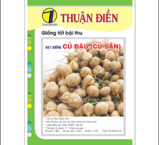 Hạt Giống Củ Đậu ( Củ Sắn )