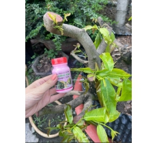 KEO LIỀN DA CÂY DR.TREE HOÀNG KIM (Liền Sẹo Vết Cắt nhanh chóng, đẹp)