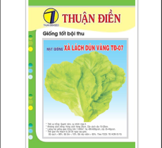 HẠT GIỐNG XÀ LÁCH DÚN VÀNG THUẬN ĐIỀN