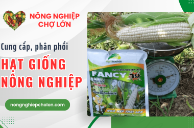 Chuyên cung cấp hạt giống nông nghiệp, phân phối số lượng lớn cho đại lí