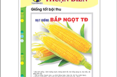 Tìm hiểu ngay đơn vị cung cấp các loại hạt giống chất lượng