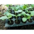 Tốt